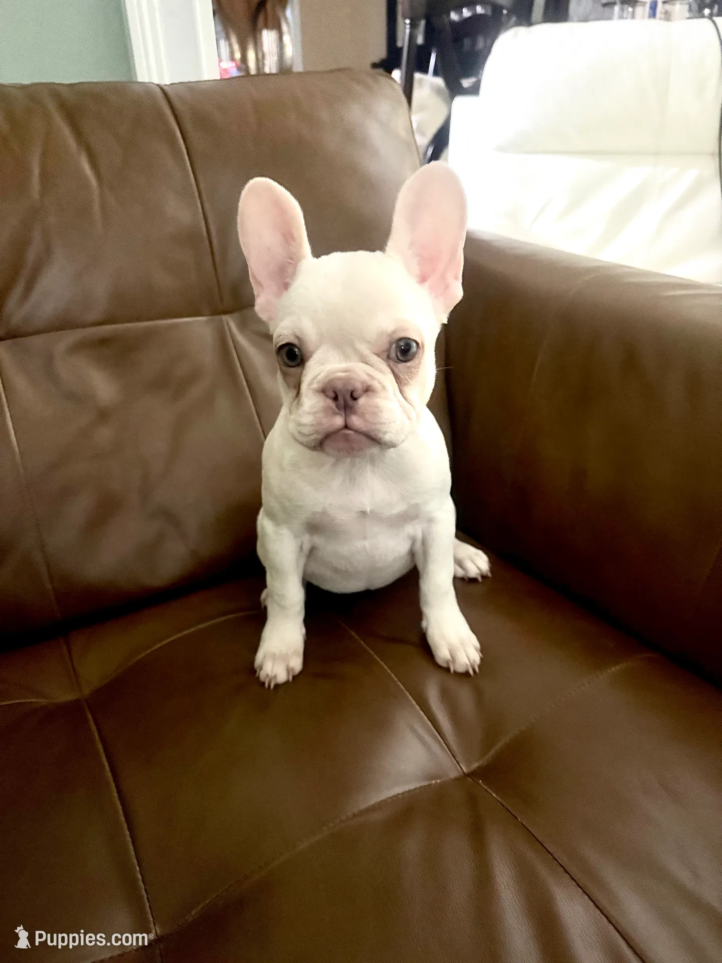 Bella, a female French Bulldog for sale in Atlanta, GA – Photo 4 of 4