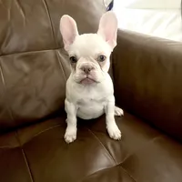 Bella, a female French Bulldog for sale in Atlanta, GA – Photo 3 of 4