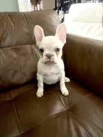 Bella, a female French Bulldog for sale in Atlanta, GA – Photo 3 of 4