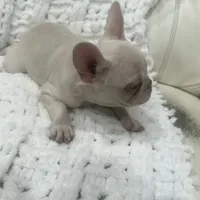 Bella, a female French Bulldog for sale in Atlanta, GA – Photo 2 of 4