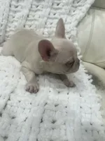 Bella, a female French Bulldog for sale in Atlanta, GA – Photo 2 of 4