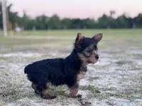 Puppy 3 , a female Yorkshire Terrier for sale in Madison, FL – Photo 2 of 3