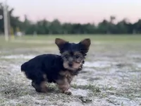 Puppy 3 , a female Yorkshire Terrier for sale in Madison, FL – Photo 3 of 3