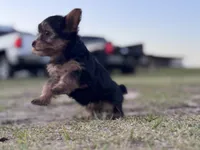 Puppy 3 , a female Yorkshire Terrier for sale in Madison, FL – Photo 1 of 3