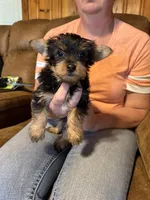 Dog 1 , a male Yorkshire Terrier for sale in Madison, FL – Photo 2 of 7