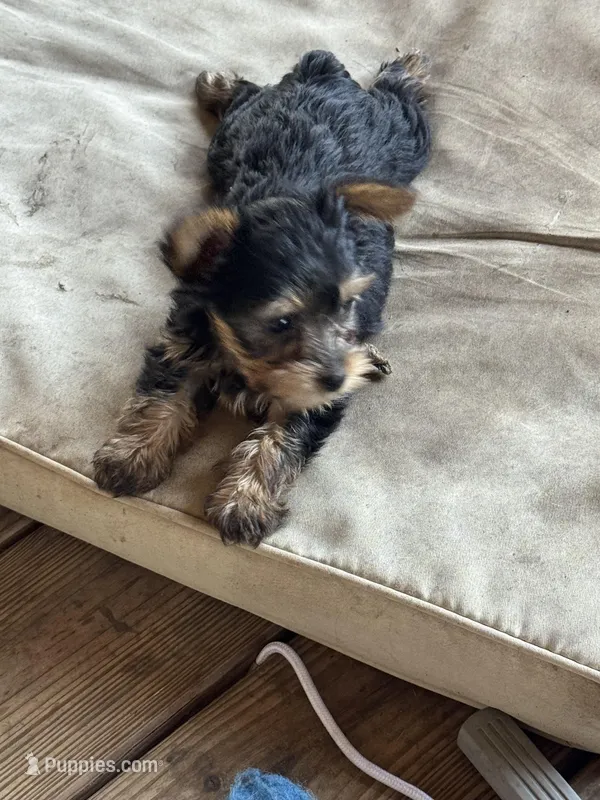 Dog 1  – Yorkshire Terrier puppy for sale in Madison, FL