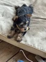 Dog 1 , a male Yorkshire Terrier for sale in Madison, FL – Photo 1 of 7