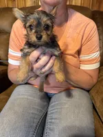 Dog 1 , a male Yorkshire Terrier for sale in Madison, FL – Photo 4 of 7