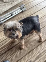 Litter 1, a female Yorkshire Terrier for sale in Madison, FL – Photo 2 of 4