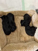 Litter 1, a female Yorkshire Terrier for sale in Madison, FL – Photo 3 of 4