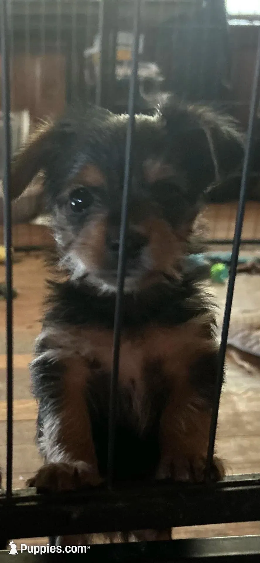 Dog 1 , a male Yorkshire Terrier for sale in Madison, FL – Photo 3 of 7