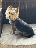 Litter 1, a female Yorkshire Terrier for sale in Madison, FL – Photo 4 of 4