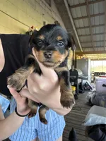 Litter 1, a female Yorkshire Terrier for sale in Madison, FL – Photo 1 of 4