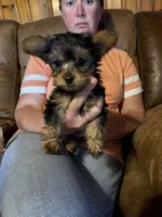 Puppy 2, a female Yorkshire Terrier for sale in Madison, FL – Photo 1 of 3