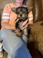 Puppy 2, a female Yorkshire Terrier for sale in Madison, FL – Photo 3 of 3