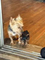 Puppy 2, a female Yorkshire Terrier for sale in Madison, FL – Photo 2 of 3