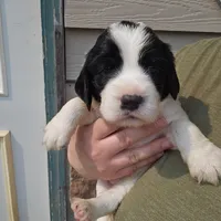 Cutie, a female English Springer Spaniel for sale in Remer, MN – Photo 2 of 2