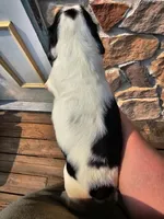 Cutie, a female English Springer Spaniel for sale in Remer, MN – Photo 1 of 2