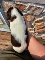 Martin, a male English Springer Spaniel for sale in Remer, MN – Photo 2 of 2