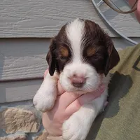 Martin, a male English Springer Spaniel for sale in Remer, MN – Photo 1 of 2