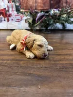 Americana, a female Goldendoodle for sale in Arlington, TX – Photo 3 of 3