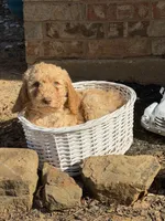 Americana, a female Goldendoodle for sale in Arlington, TX – Photo 2 of 3