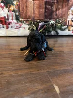 Dunkin, a male Goldendoodle for sale in Arlington, TX – Photo 2 of 2