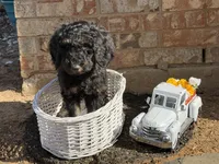 Dunkin, a male Goldendoodle for sale in Arlington, TX – Photo 1 of 2