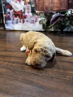 Americana, a female Goldendoodle for sale in Arlington, TX – Photo 1 of 3