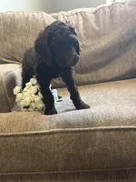 Chocolatte, a male Goldendoodle for sale in Arlington, TX – Photo 1 of 4