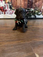 Chocolatte, a male Goldendoodle for sale in Arlington, TX – Photo 2 of 4