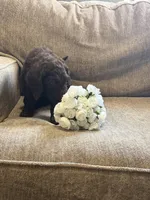 Chocolatte, a male Goldendoodle for sale in Arlington, TX – Photo 4 of 4