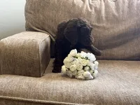 Chocolatte, a male Goldendoodle for sale in Arlington, TX – Photo 3 of 4