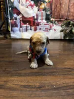 Blondie, a male Goldendoodle for sale in Arlington, TX – Photo 4 of 4