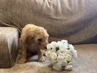 Blondie, a male Goldendoodle for sale in Arlington, TX – Photo 3 of 4