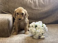 Blondie, a male Goldendoodle for sale in Arlington, TX – Photo 1 of 4