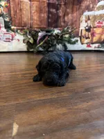 Coco, a male Goldendoodle for sale in Arlington, TX – Photo 3 of 3