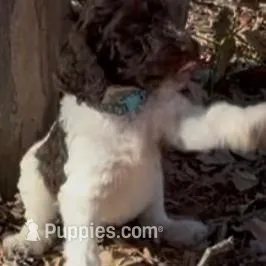 Peppermint Mocha, a male Goldendoodle for sale in Arlington, TX – Photo 2 of 3