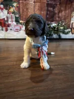 Peppermint Mocha, a male Goldendoodle for sale in Arlington, TX – Photo 3 of 3