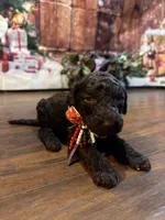 Mocha, a female Goldendoodle for sale in Arlington, TX – Photo 3 of 4