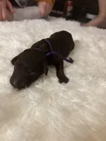 Mocha, a female Goldendoodle for sale in Arlington, TX – Photo 4 of 4