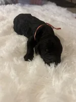 Joe, a male Goldendoodle for sale in Arlington, TX – Photo 4 of 4