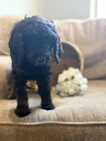 Joe, a male Goldendoodle for sale in Arlington, TX – Photo 1 of 4