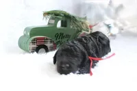 Joe, a male Goldendoodle for sale in Arlington, TX – Photo 2 of 4