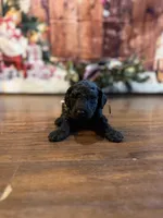 Joe, a male Goldendoodle for sale in Arlington, TX – Photo 3 of 4