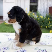 Suzy, a female Bernese Mountain Dog for sale in Millersburg, OH – 5 of 5