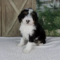 Treva, a female Miniature Bernedoodle for sale in Millersburg, OH – 5 of 6