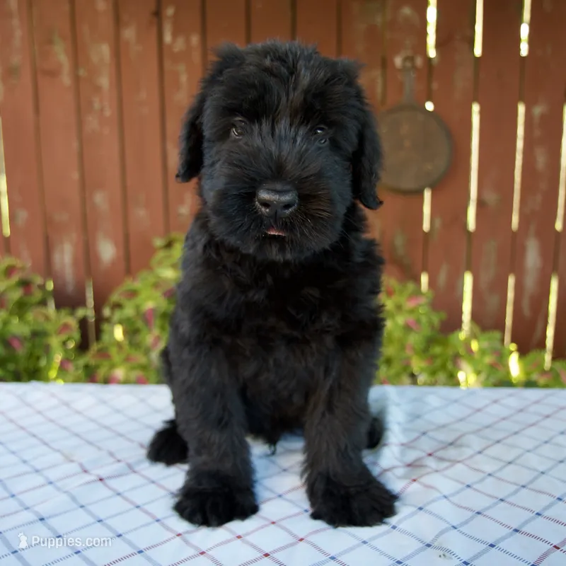 Olen – Giant Schnauzer puppy for sale in Millersburg, OH