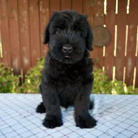 Olen, a male Giant Schnauzer for sale in Millersburg, OH – 1 of 5