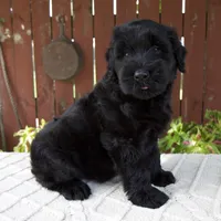 Trey, a male Giant Schnauzer for sale in Millersburg, OH – 2 of 9